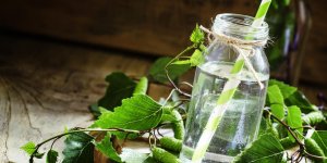 Nettoyer son foie : une cure de seve de bouleau