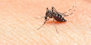 7 choses que vous ne savez pas sur le moustique-tigre