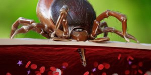 Lyme : la maladie favoriserait les troubles mentaux et le risque de suicide