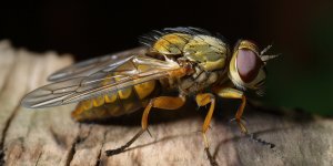 Taons : comment reagir en cas de morsures ? 