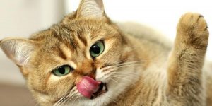 Canicule : comment proteger son chat ?