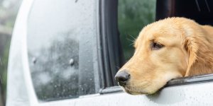 Mon chien est malade en voiture : que faire ? 
