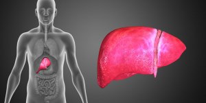 Cancer du foie : les aliments transformes enrichis en fibres dangereux ?