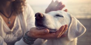 Chiens : attention aux coups de chaleur ! 