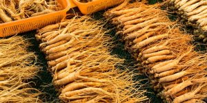  Cancer du poumon : le ginseng rouge efficace contre les metastases ?