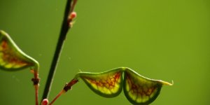 Desmodium : une plante anti-cancer du foie