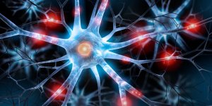Alzheimer : ces super neurones qui conservent votre memoire