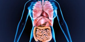 Que devient le corps apres un don d-organe ?