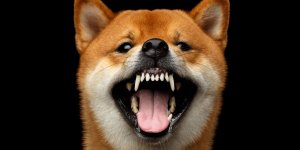 Chien agressif : comment reagir ?