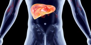 Steatose hepatique : votre foie est-il trop gras ?