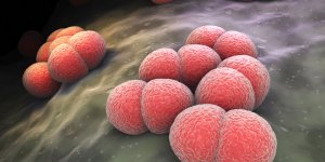 Meningite a meningocoque : comment expliquer la hausse fulgurante des cas ? 