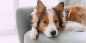 5 conseils pour proteger son chien de la grippe
