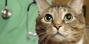 Quelles maladies peut transmettre un chat ?