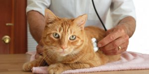 Soigner la gastro-enterite chez le chat