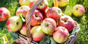 Regime pomme : quels resultats esperer ?