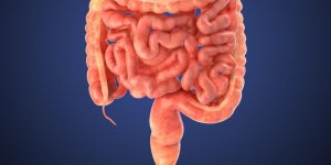 Cancer de l-intestin ou du colon : la difference