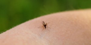 Piqure de moustique douloureuse : est-ce une allergie ?