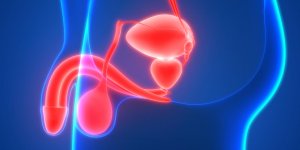 Qu-est-ce que le scrotum ?