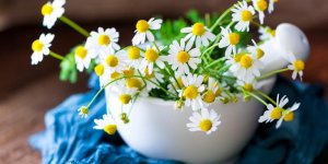 Camomille : les 10 bienfaits d-une plante indispensable