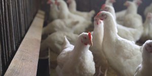 Grippe aviaire : le niveau d’alerte a son maximum en France