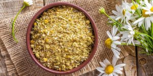 Hemorroides externes : la camomille comme traitement naturel