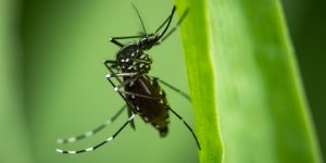 Moustique tigre : une hausse inquietante des cas en 2022