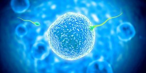 Quelle est la difference entre un ovocyte et un ovule ?