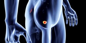 Qu-est-ce que la prostate?