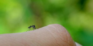 Moustique tigre : les 9 astuces pour vous proteger 