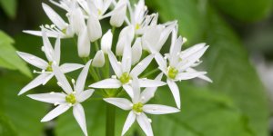 Phytotherapie : qu-est-ce que l-ail des ours ?