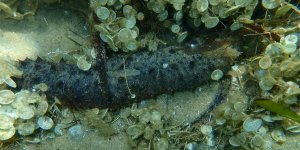 Diabete : le concombre de mer, un aliment miracle ?