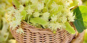 Comment utiliser sans risque les plantes medicinales