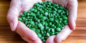 Chlorella pyrenoidosa ou chlorella vulgaris : laquelle choisir ?