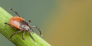 Ces tiques geantes, qui courent apres leur proie, envahissent le sud de la France