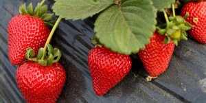 5 meilleurs aliments pour maigrir