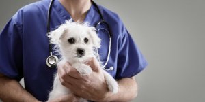 Chien malade : reconnaitre une pancreatite