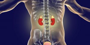 Creatinine urinaire et creatinine sanguine : quelle difference ?