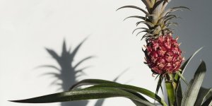 Dormir avec la plante de l’ananas dans sa chambre reduirait les ronflements