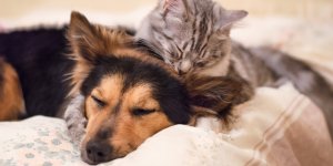 Votre chien ou votre chat a des puces ? Voici les bons gestes a adopter ! 