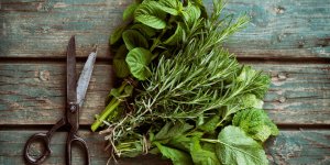 Plantes medicinales pour se soigner : lesquelles cultiver chez soi ?