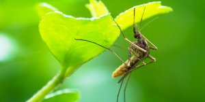 Moustique tigre : les œufs pondus il y a des annees peuvent eclore avec la pluie