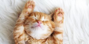 Bacterie mangeuse de chair : il meurt mordu par son chat