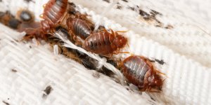 Punaises de lit : plus d’un foyer sur 10 infecte en France