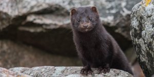 Covid-19 : 15 millions de visons vont etre abattus au Danemark a cause d’une mutation du virus