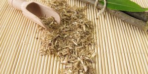 Soigner un rhume naturellement avec le saule