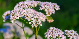 Sevrage tabagique : la valeriane pour arreter de fumer