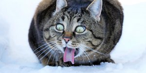 Asthme du chat : quels sont les traitements ?