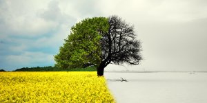 Couple : pourquoi le printemps est une saison plus propice au divorce