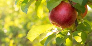 Pomme : un aliment minceur