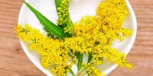 Solidago : l-homeopathie contre la retention d-eau